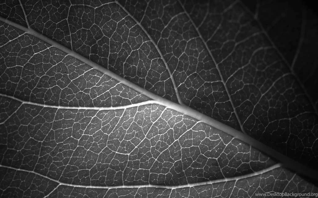 Leaf Wallpapers