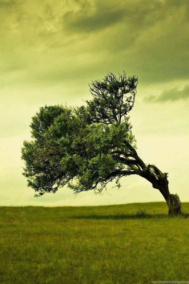 HD Tree Cell Phone Wallpapers For iPhone