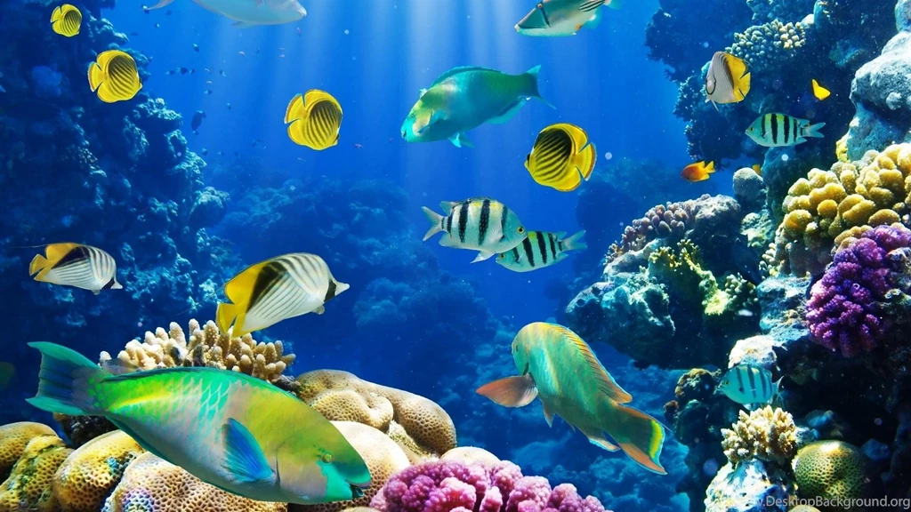Download Sea Life Wallpaper Images