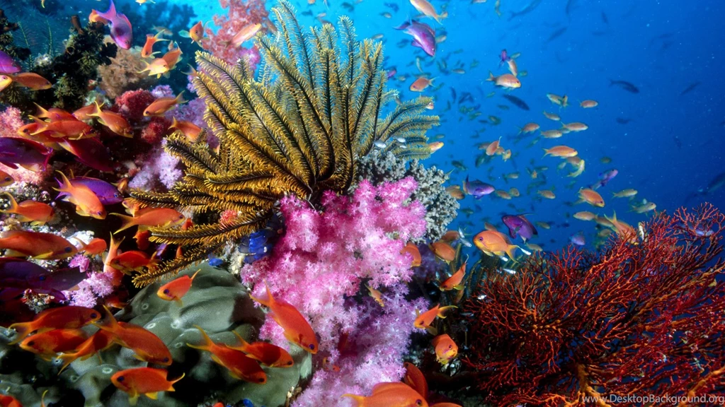 Download Sea Life Wallpapers HD Resolution