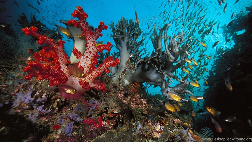 Sea Life Wallpapers (16631)   Wallpaperesque