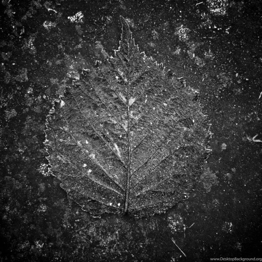 Black Leaf By Mixxon On DeviantArt