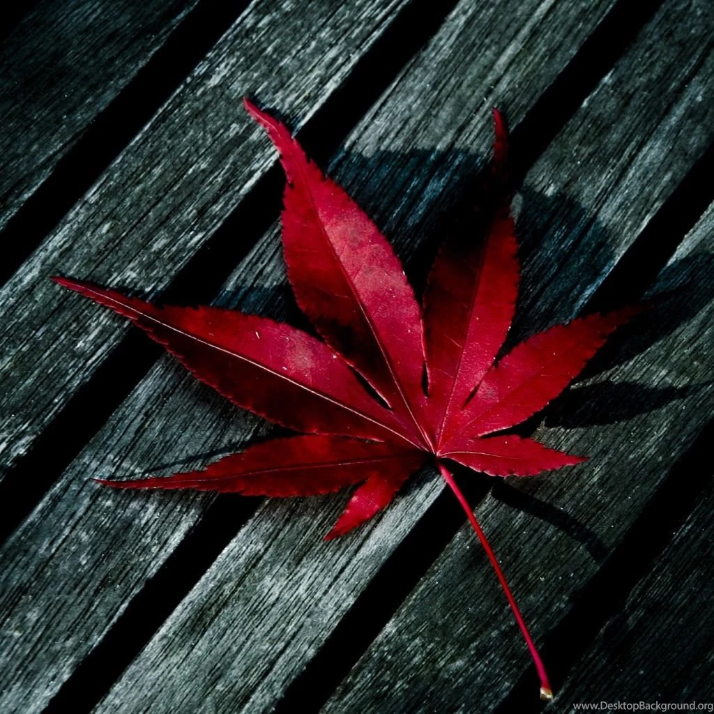 Red Leaf iPad Wallpapers Download