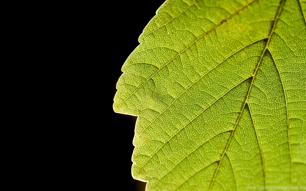 Leaf Close Up On A Black Backgrounds Wallpapers And Images ...