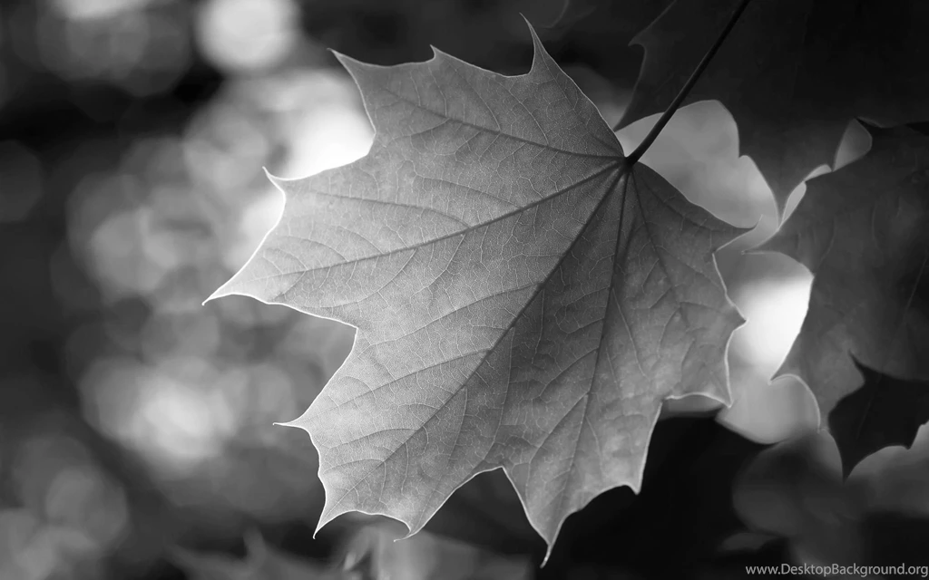 Nature & Landscape Black And White Green Leaf Wallpaper. Black And ...