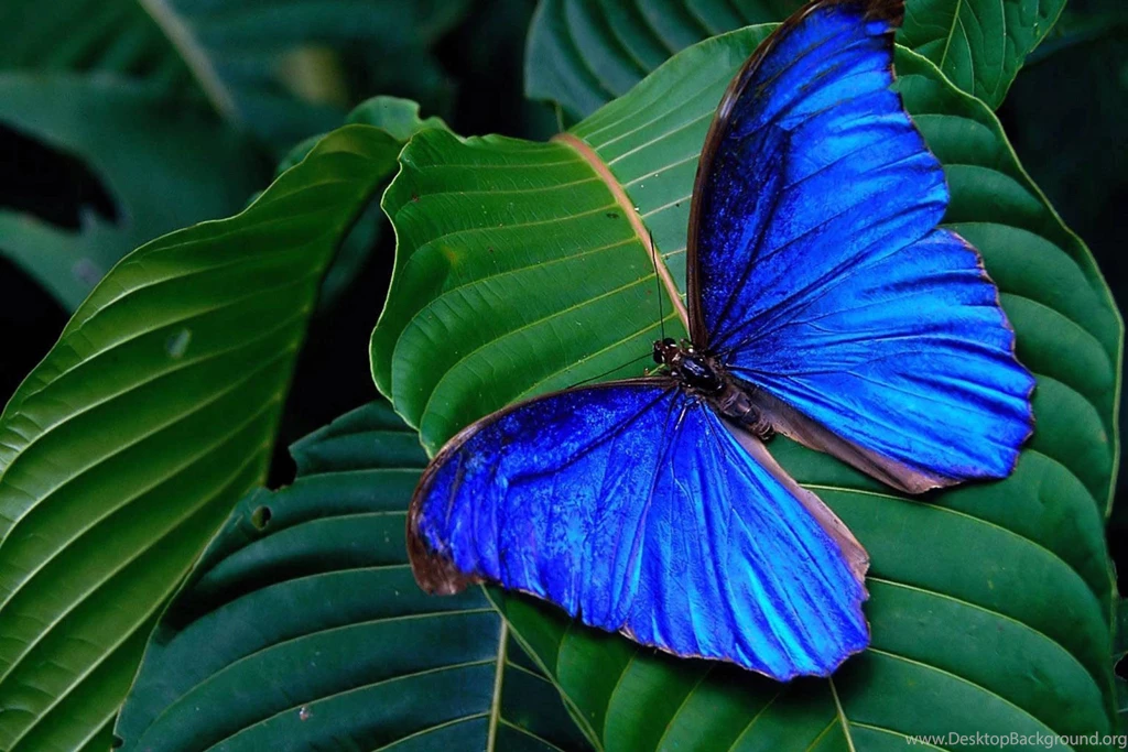 Page 50 › High Quality Wallpapers Collections For Desktop And ...