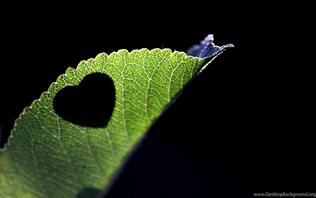 Wallpapers Black, Green, Heart, Leaf, Valentines Day, Heart On A ...