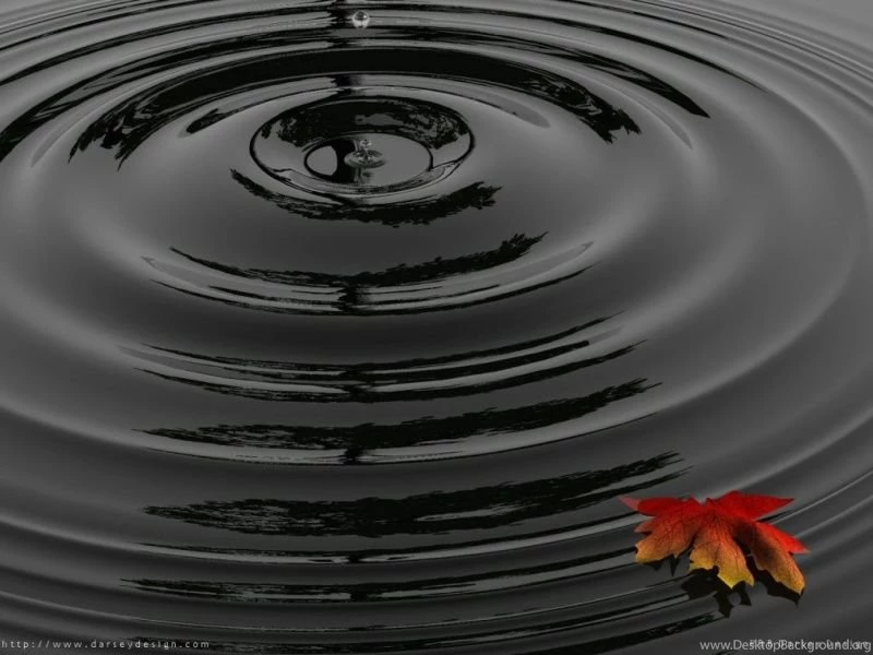 Black Raindrop And Leaf Backgrounds In 800x600 Resolution