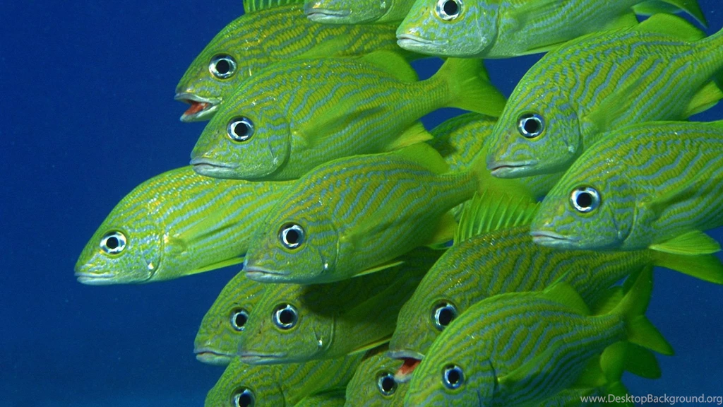 Beautiful Sea Life 1920x1080 Wallpapers,Sea Life 1920x1080 ...