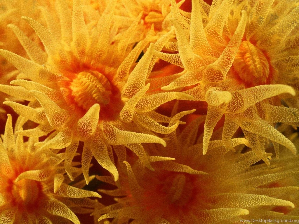 Download Sea Life Wallpapers For Iphone