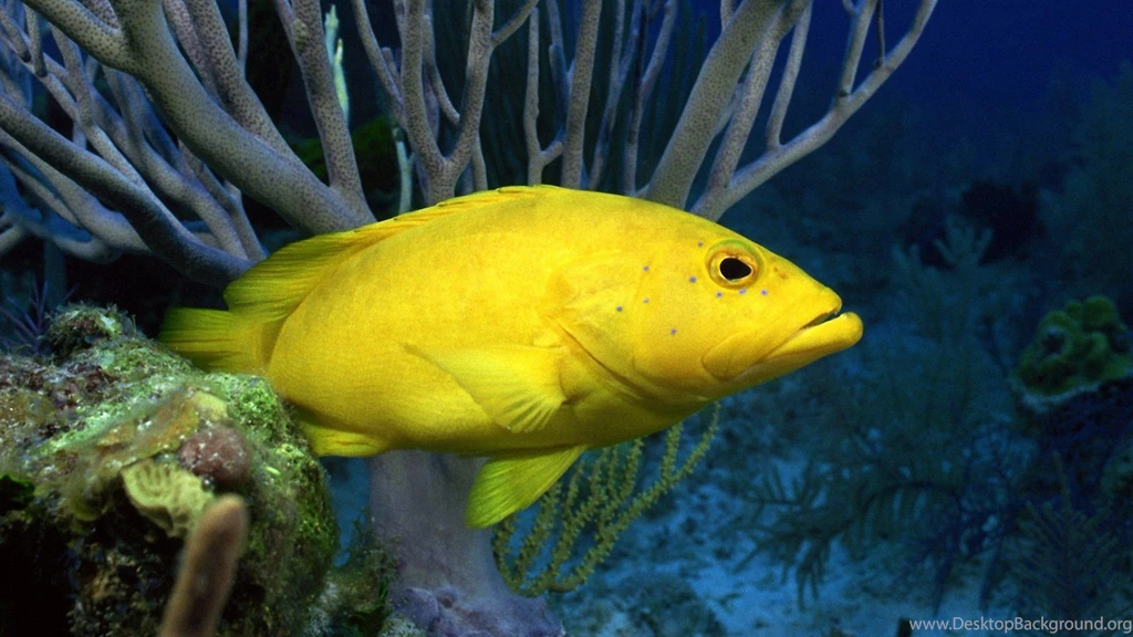 Download Sea Life Wallpapers Desktop Backgrounds