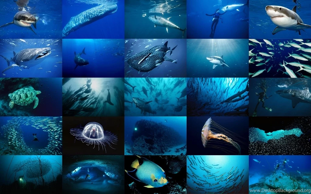 Sea Life Sea Life Wallpapers (18272233) Fanpop