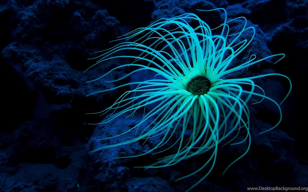 Sea Life Computer Wallpapers, Desktop Backgrounds