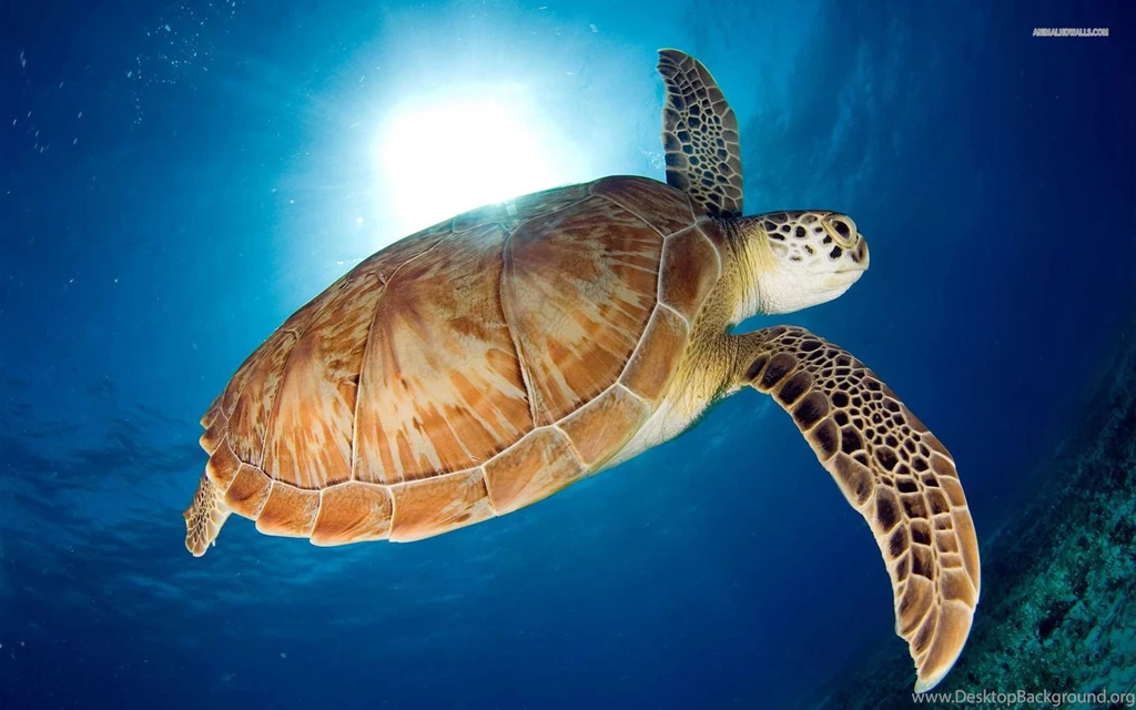 Sea Life   Sea Life Wallpapers (32310929)   Fanpop