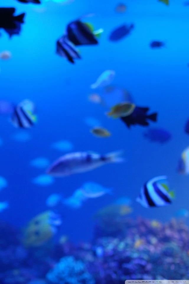 Marine Life HD Desktop Wallpapers : High Definition : Fullscreen ...