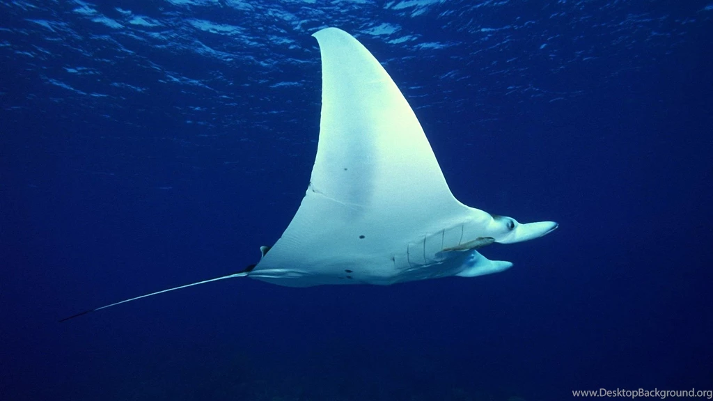 Beautiful Sea Life 1920x1080 Wallpapers,Sea Life 1920x1080 ...