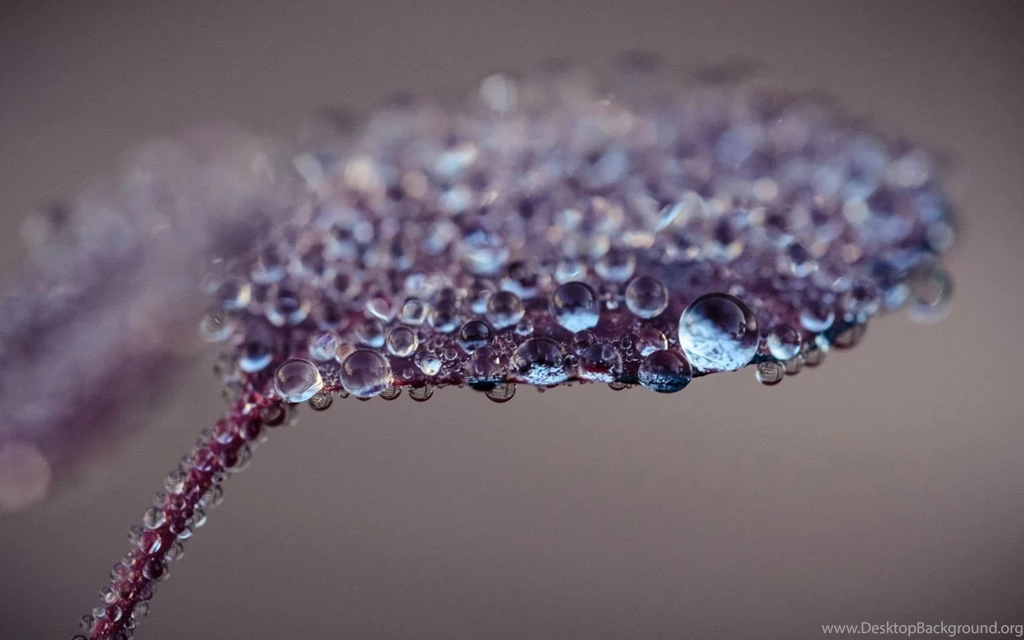 Blue Drops On The Leaf / 1680 X 1050 / Macro / Photography ...