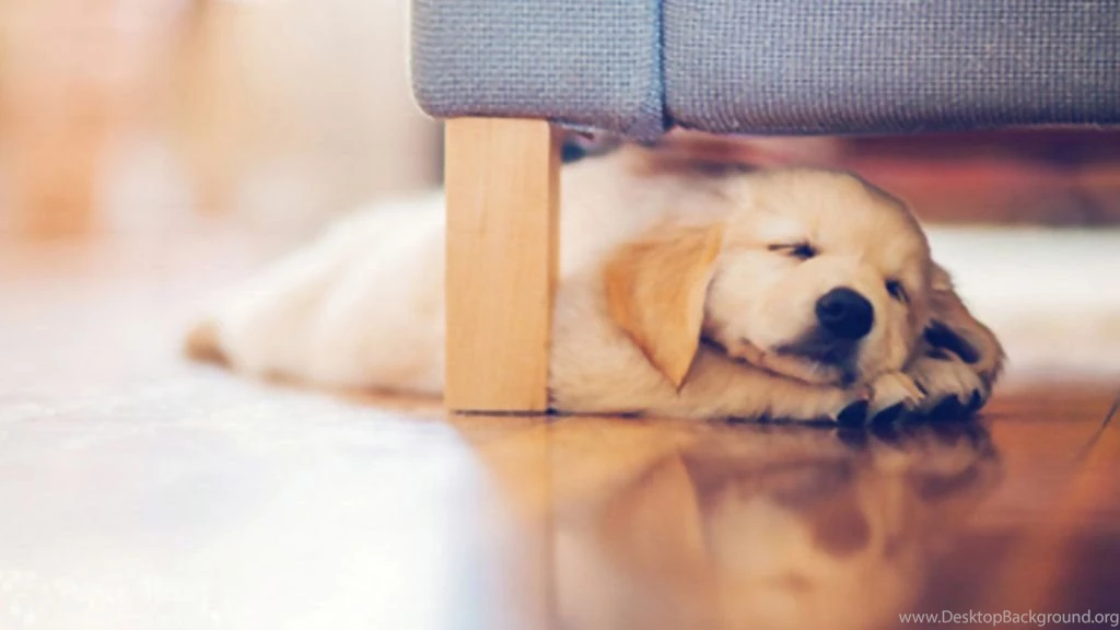 Cute Dog Wallpapers By PinkLoveEditions On DeviantArt
