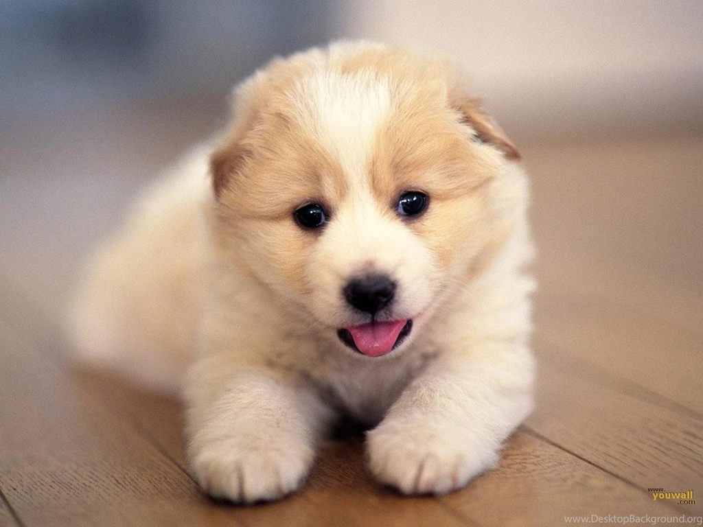 Cute Dogs Wallpaper.
