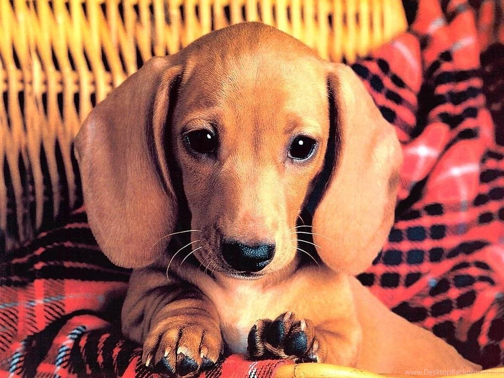 Cute Dog Wallpapers Dogs Wallpapers (13936362) Fanpop