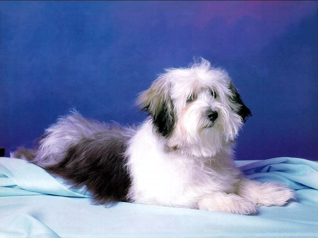 Cute Dog Wallpapers Dogs Wallpapers (13936320) Fanpop