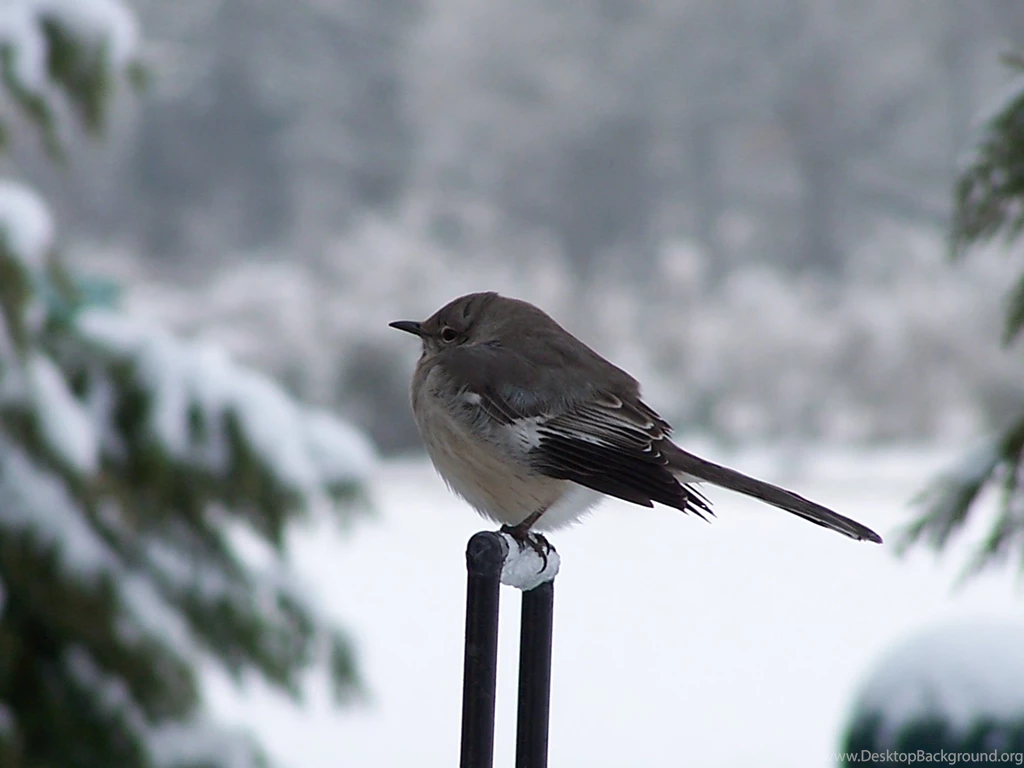 Winter Chickadee Bird HD Desktop Backgrounds Wallpapers 3938   HD ...