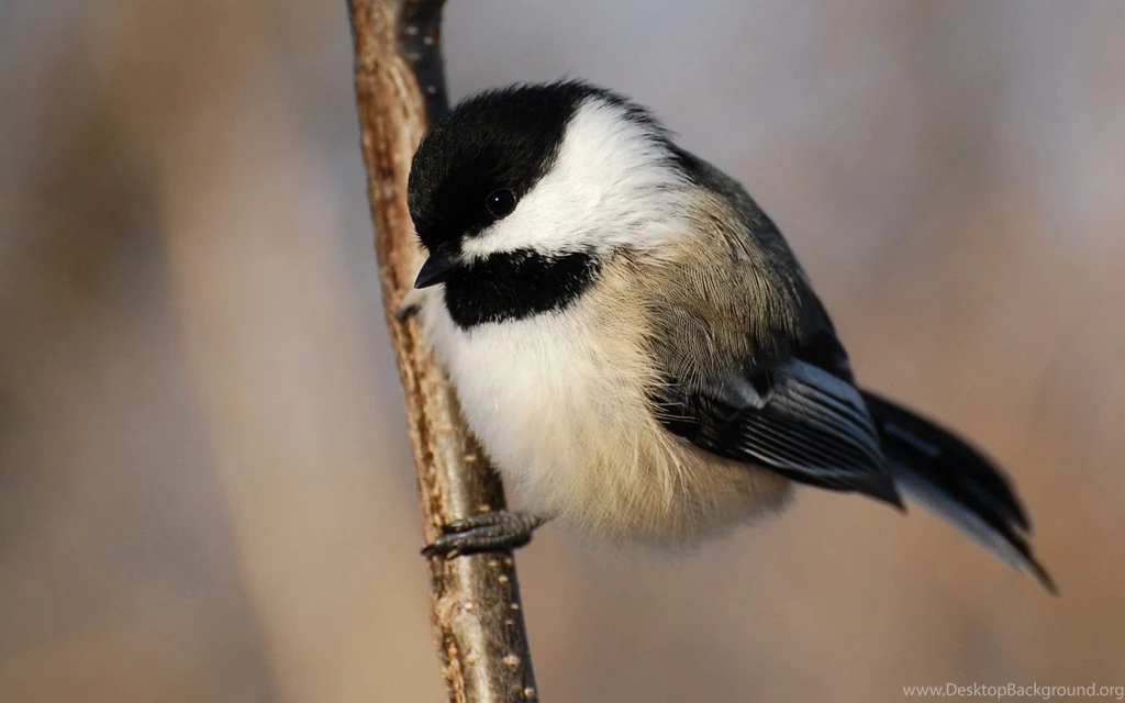 Suzanne Britton Nature Photography: Curious