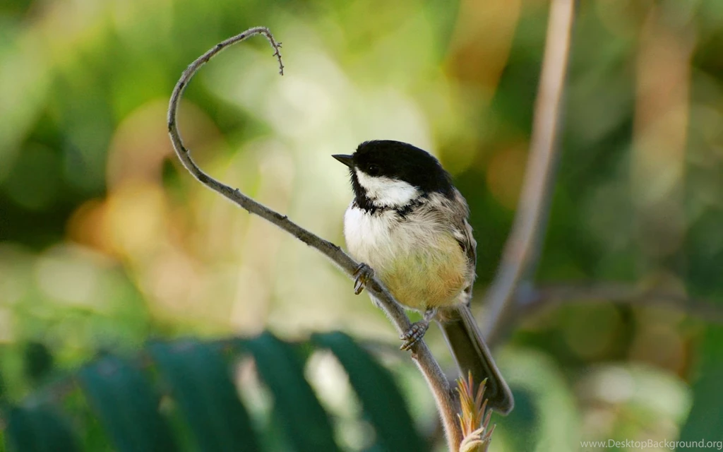 Suzanne Britton Nature Photography: Wherever You Find Yourself