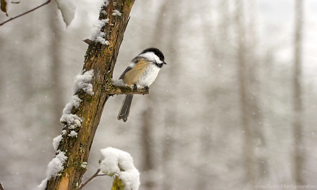 Winter Chickadee Bird Wallpapers HD Desktop 3935   HD Wallpapers Site