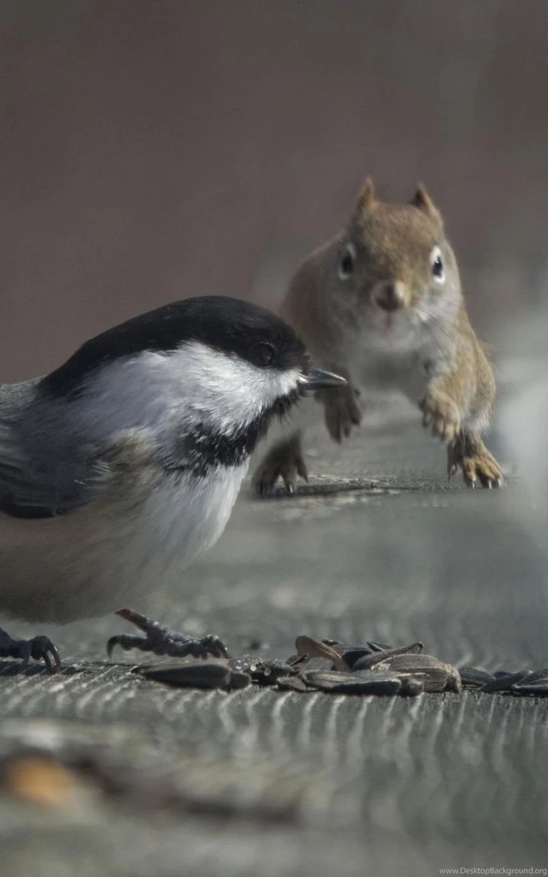 Samsung Galaxy Note 800x1280 Chickadee Wallpapers HD, Desktop ...