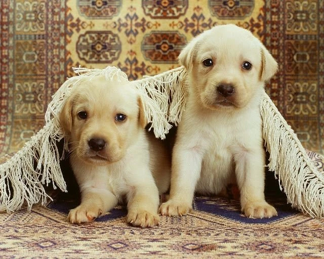 New: Images For Dog / Wallpapers / Cute / Funny / Beautiful Puppies