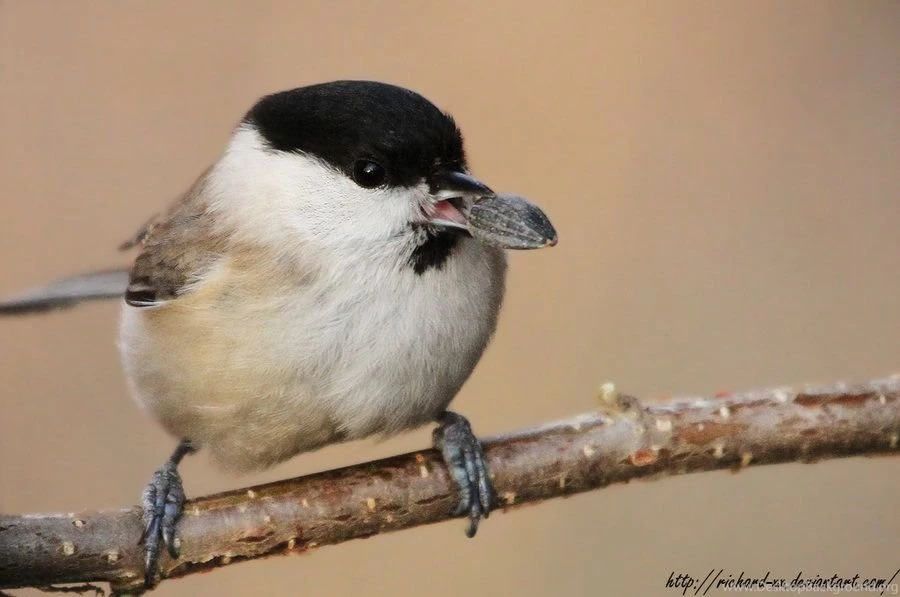 Black capped Chickadee By RichardConstantinoff On DeviantArt