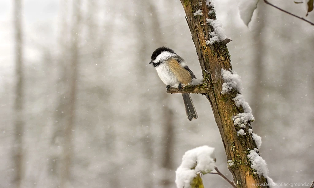 Winter Chickadee Bird Images 3956 HD Wallpapers Site