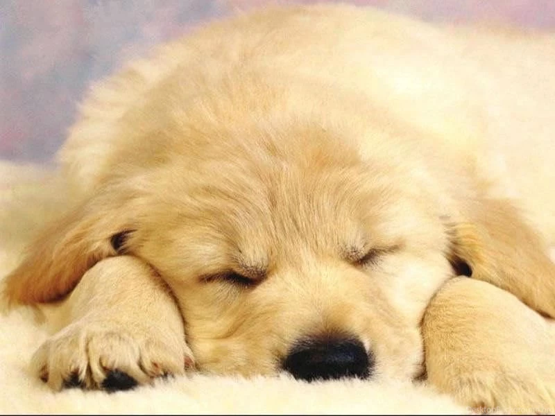 Cute Dog ! Dogs Wallpapers (13286628) Fanpop
