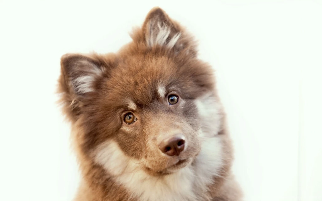 Pics Of Cute Dog Wallpapers