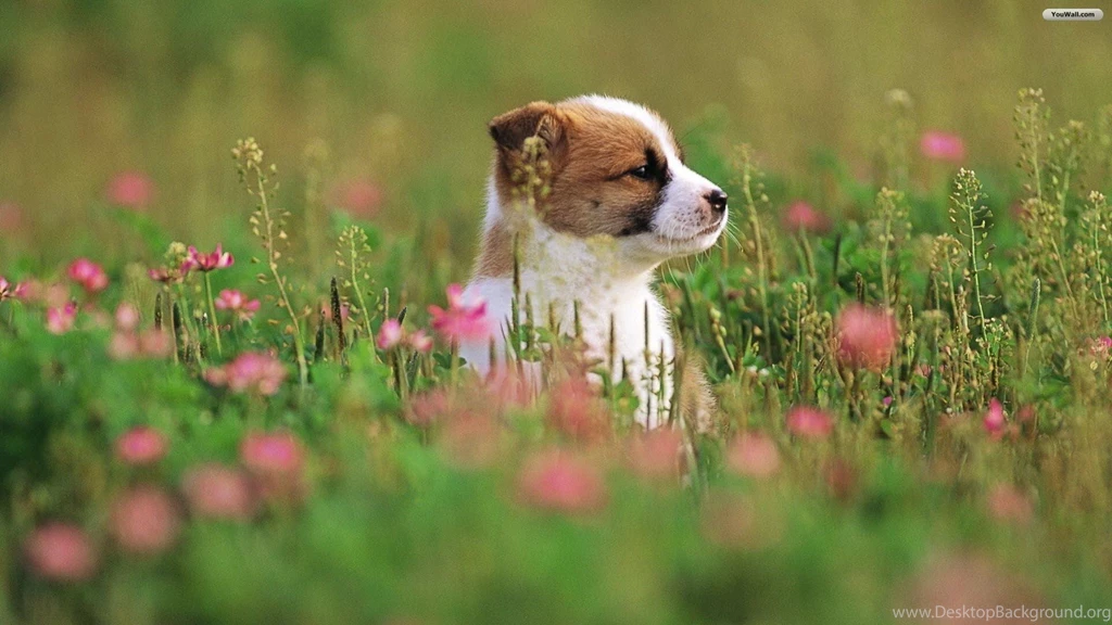 YouWall Cute Dog In Grass Wallpapers Wallpaper,wallpapers,free ...