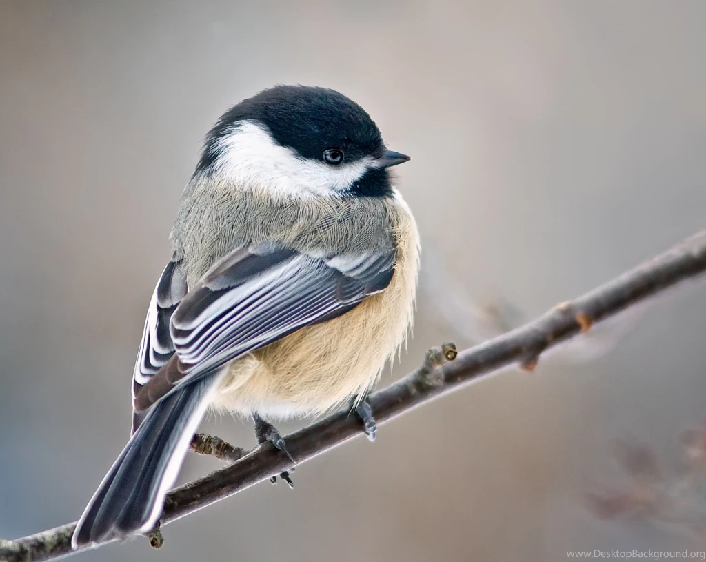 Blog Posts Archive   Page 3 Of 14   FeederWatch