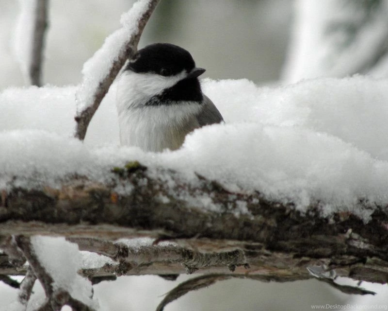 Chickadee With Snow By Canislupuscorax On DeviantArt