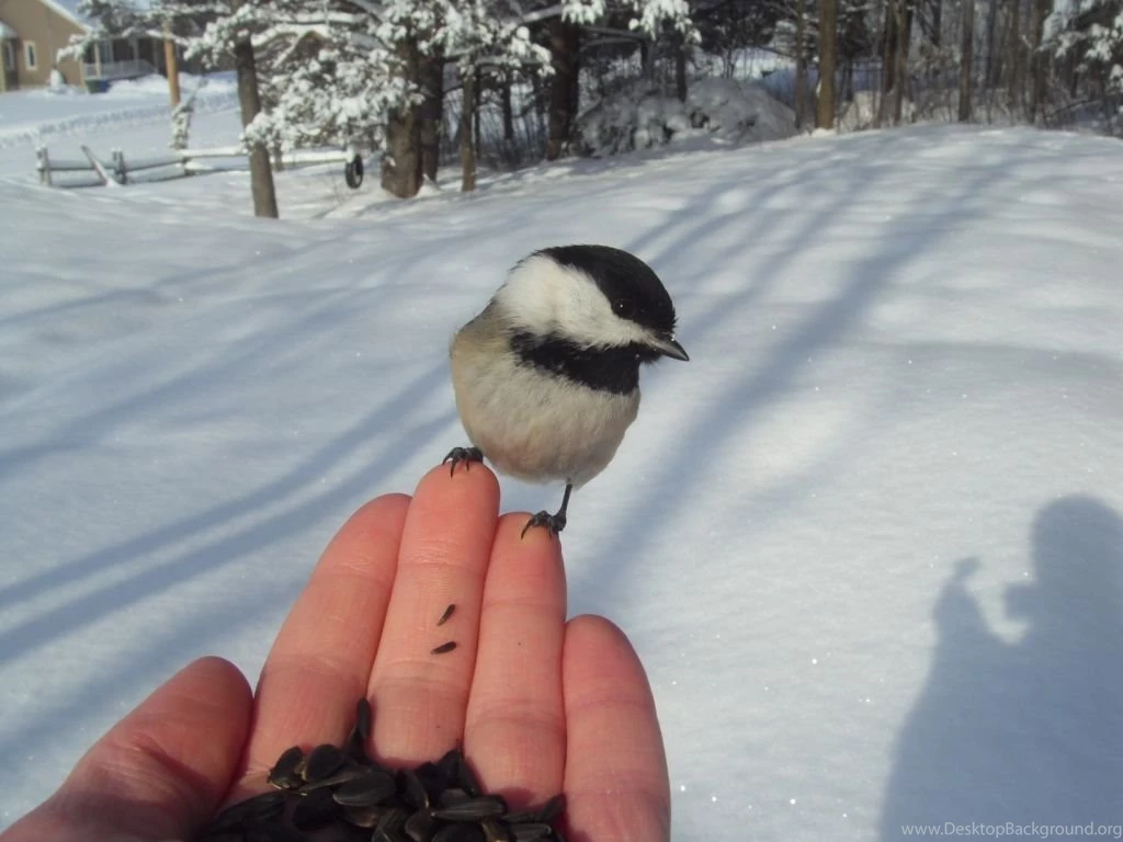 Black capped Chickadee Photo: A Bird In A Hand