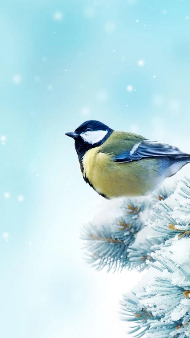 Download Wallpapers 640x1136 Bird, Chickadee, Spruce, Snow iPhone ...