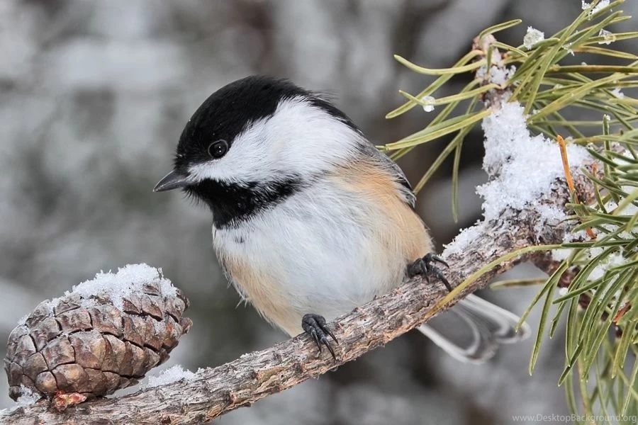 Black Capped chickadee And Snow By Papatheo On DeviantArt