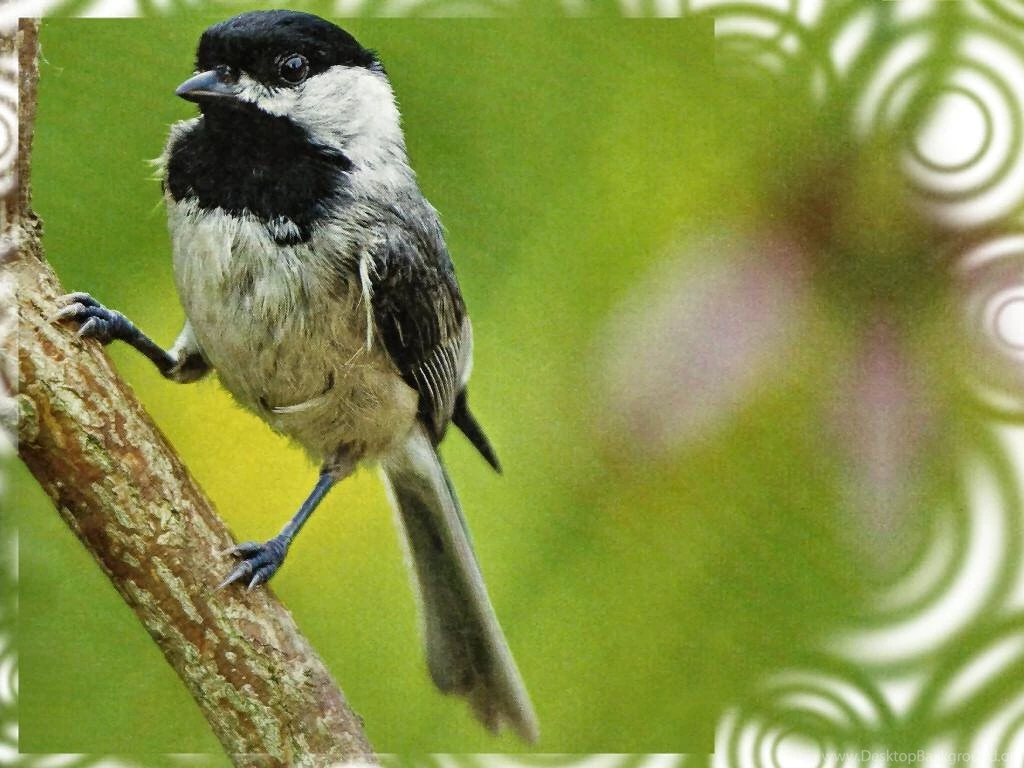 CHICKADEE WALLPAPER (