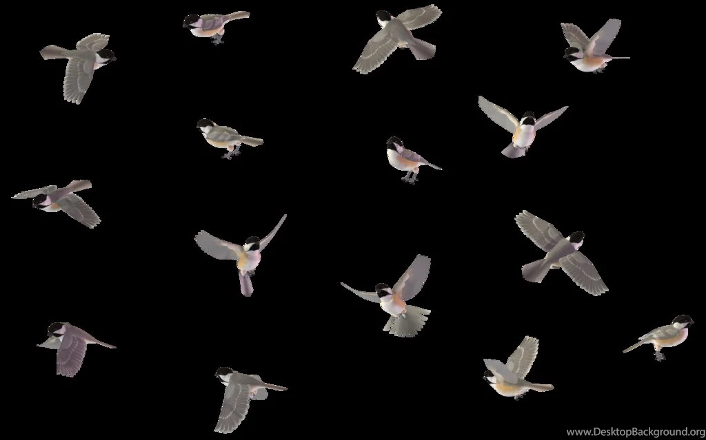 Bird Set   Blk Capd Chickadee 01 By Wolverine041269 On DeviantArt