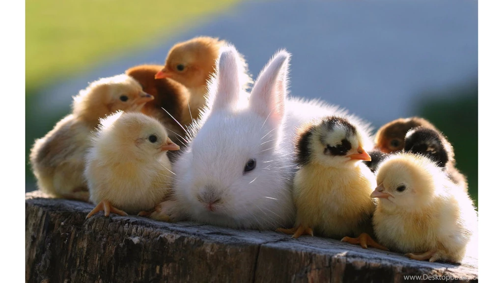 Cute Chickadee And Rabbit 4K Wallpapers