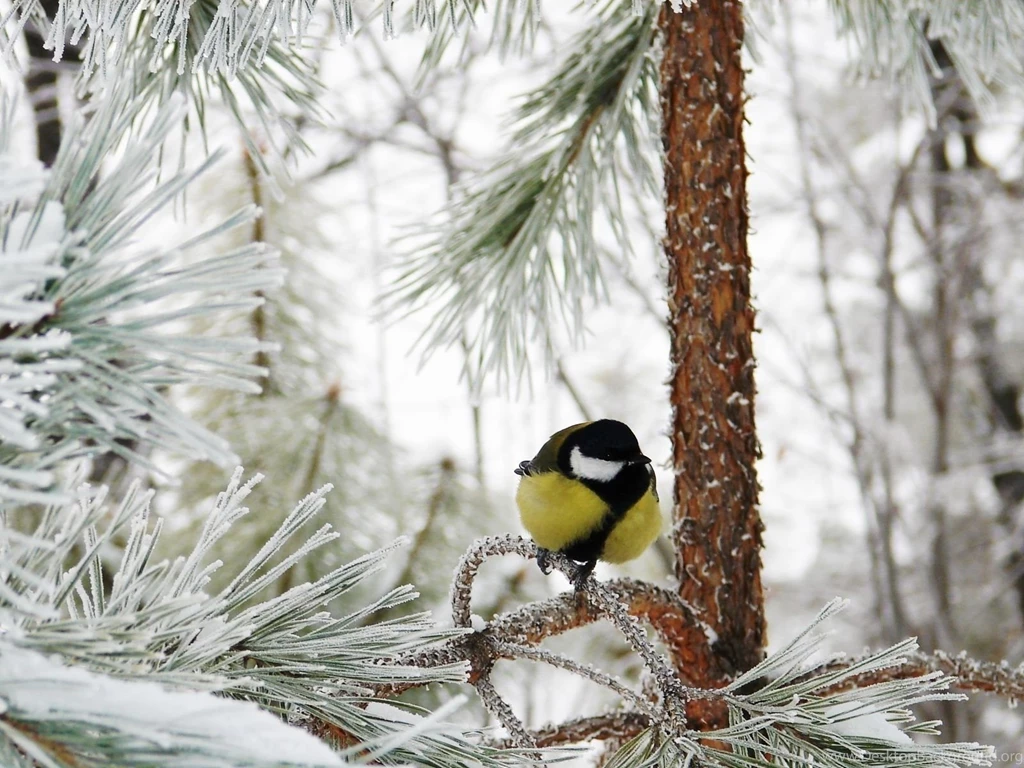 Winter Animal Wallpapers Tag   Page 2 Of 7   WalOps.com