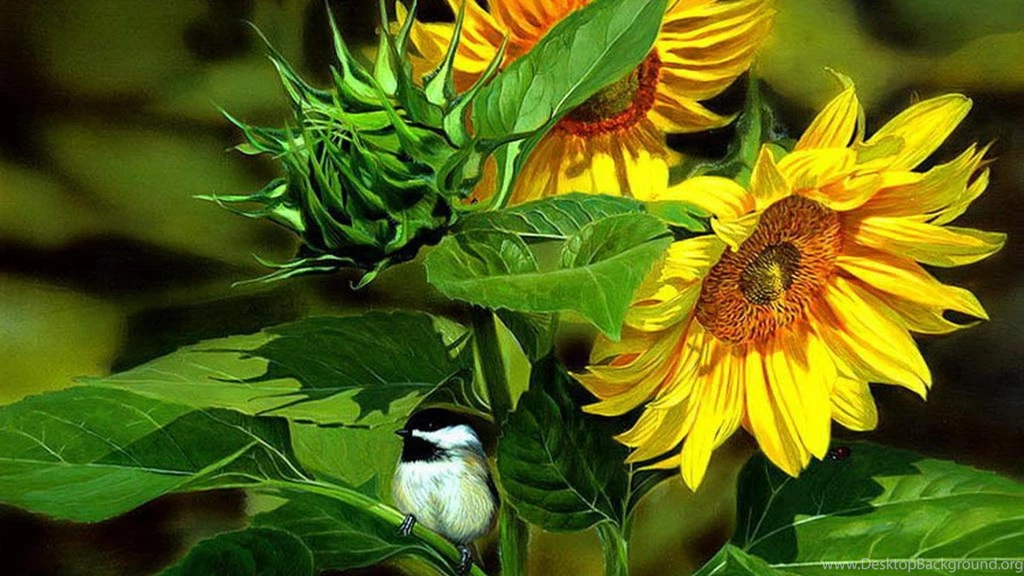 Chickadee On Sunflower   (