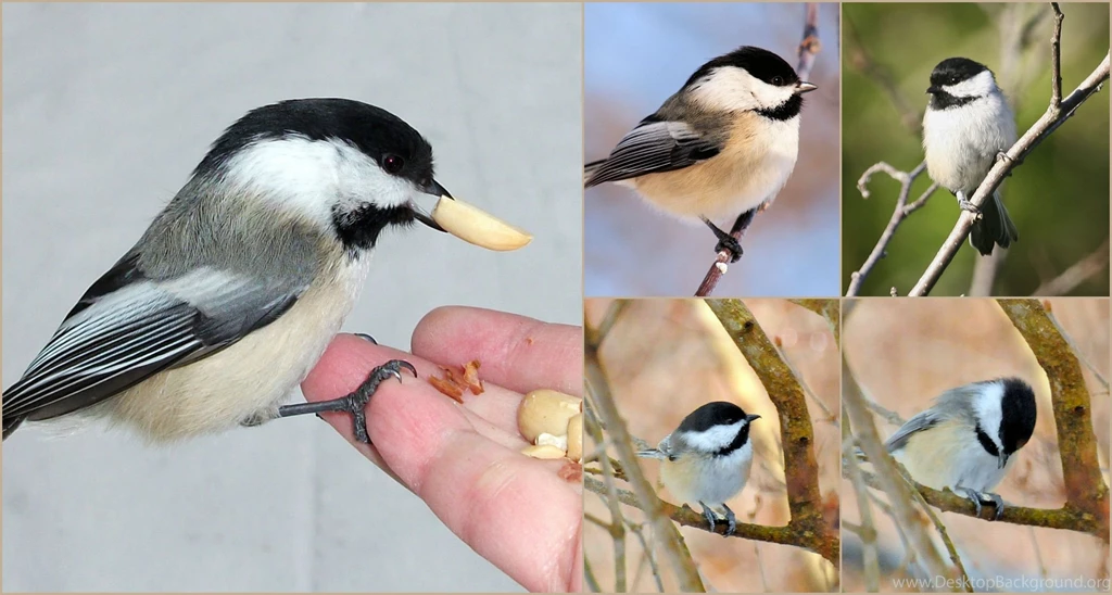 Birds Tiny Beautiful Chickadee Collage Beauty Nature Birds ...