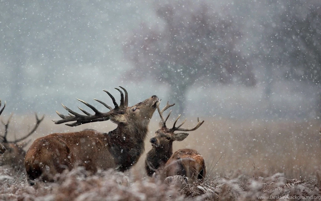 Images Of Wildlife Animals