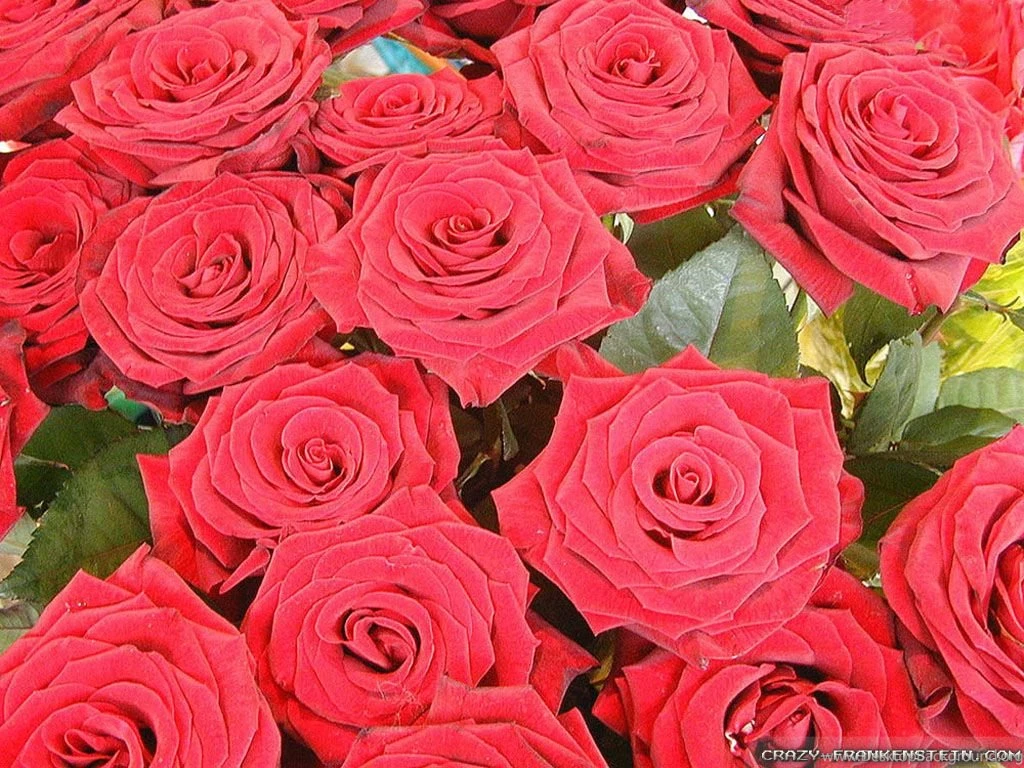 Valentine's Day Roses Wallpapers 2   Crazy Frankenstein