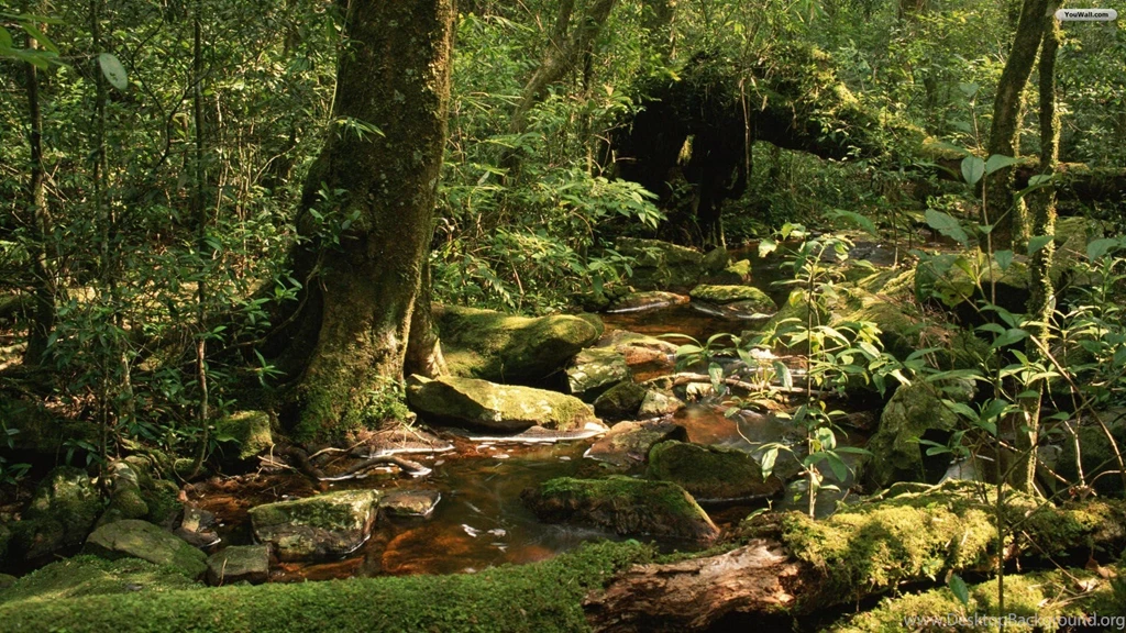 Wildlife HD Wallpapers Free Download
